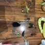cat toy Image 2