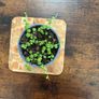 String of pearls house plant Image 3