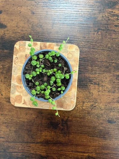 String of pearls house plant