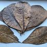 Ultimate Dried Leaves for Shrimp & Grazers Image 2