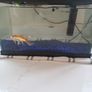 Pet Image 2
