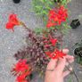 4 trees(copper beech and oak) and mature flowering shrubs Image 5