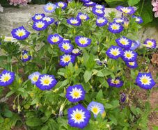 (C) Royal Ensign Seeds 2g (446951)