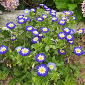 (C) Royal Ensign Seeds 2g (446951)