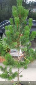 Small Christmas tree for planting