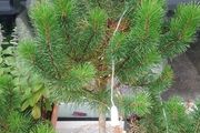 Small Christmas tree for planting