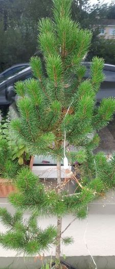 Small Christmas tree for planting