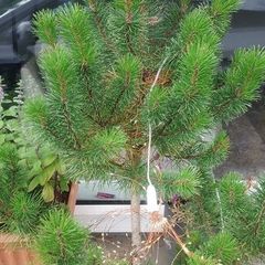 Small Christmas tree for planting
