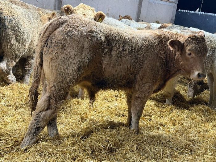 Charolais Weanlings