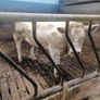 3 pedigree registered charolais bulls Image 4