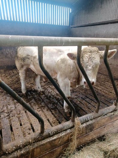 3 pedigree registered charolais bulls