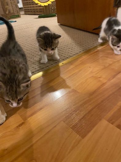 kitten adoption