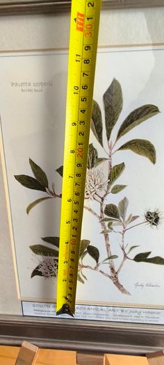 Lovely Gray Framed SOUTH AFRICAN BOTANICAL ART BY Judy WheelerPelargonium luridum-Stork's Bill, Zulu inyonkulu. Widespread E. Cape to Tanzania. Summer flowering grassland herb ,0.6 1m. Edible, also used to treat dysentery and nausea.