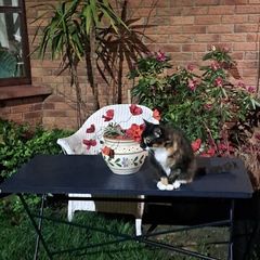 French Garden Table Steel