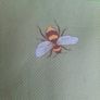 new lunchbag help protect our pollinators Image 4