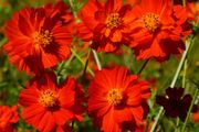 (C) Cosmos Redcrest seeds 0.5g (415328)