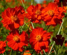 (C) Cosmos Redcrest seeds 0.5g (415328)
