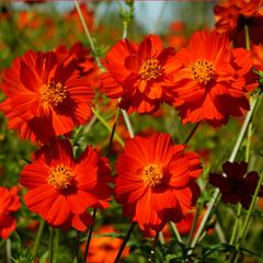 (C) Cosmos Redcrest seeds 0.5g (415328)