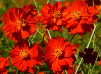 (C) Cosmos Redcrest seeds 0.5g (415328)