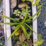 flowers Image 7