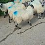 Ewe lambs for sale Image 5