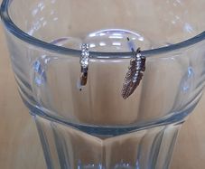 New pretty stud earrings