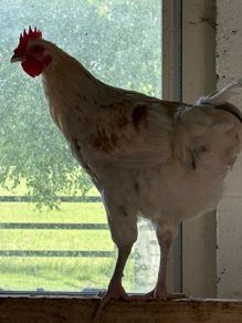 rooster