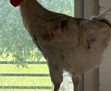 rooster