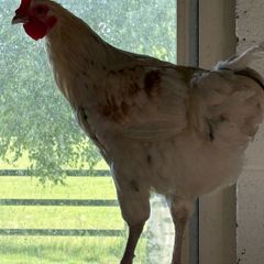 rooster