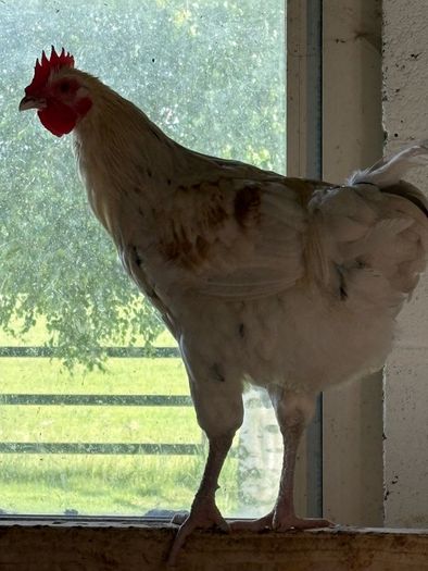 rooster