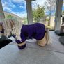 Crafty ponies Image 5