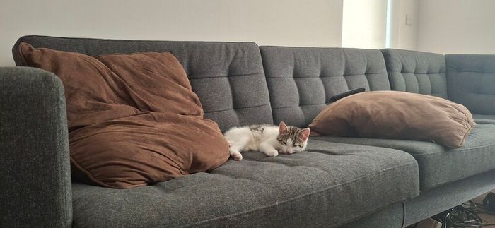 kitten