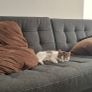 kitten Image 2