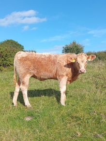 Organic heifers Gort mart Oct 1st