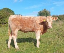 Organic heifers Gort mart Oct 1st