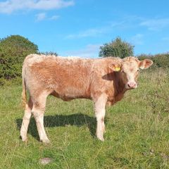 Organic heifers Gort mart Oct 1st