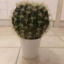 Brand New Lifelike Echinocactus Round Artificial Cactus   38 cm height Image 2