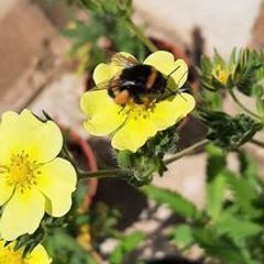 Yellow Potentilla
