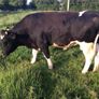 Clogheraily Pedigree British Friesian Bulls Image 3