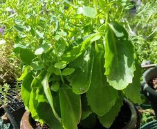 plants