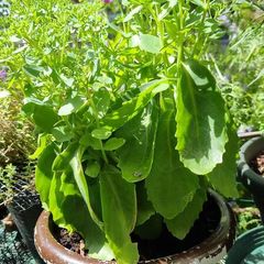 plants