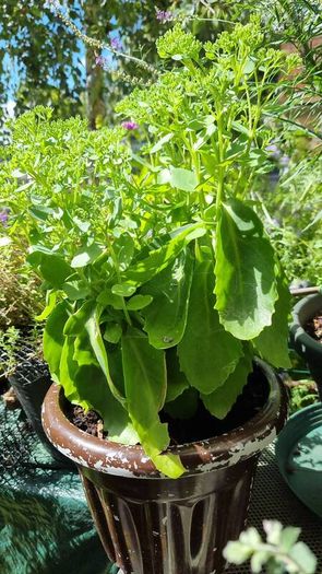 plants