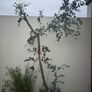 mature eucalyptus trees Image 3