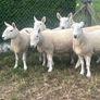 Sheep Cheviot ewe lambs Image 10