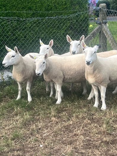 Sheep Cheviot ewe lambs