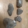 fossils - potentially hundreds of millions of years old Image 10