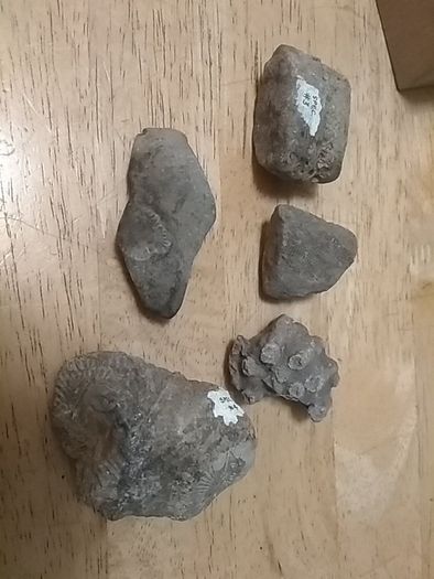 fossils - potentially hundreds of millions of years old