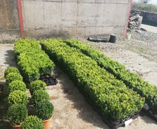 Box Hedging
