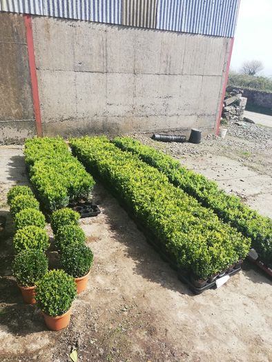 Box Hedging