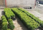 Box Hedging
